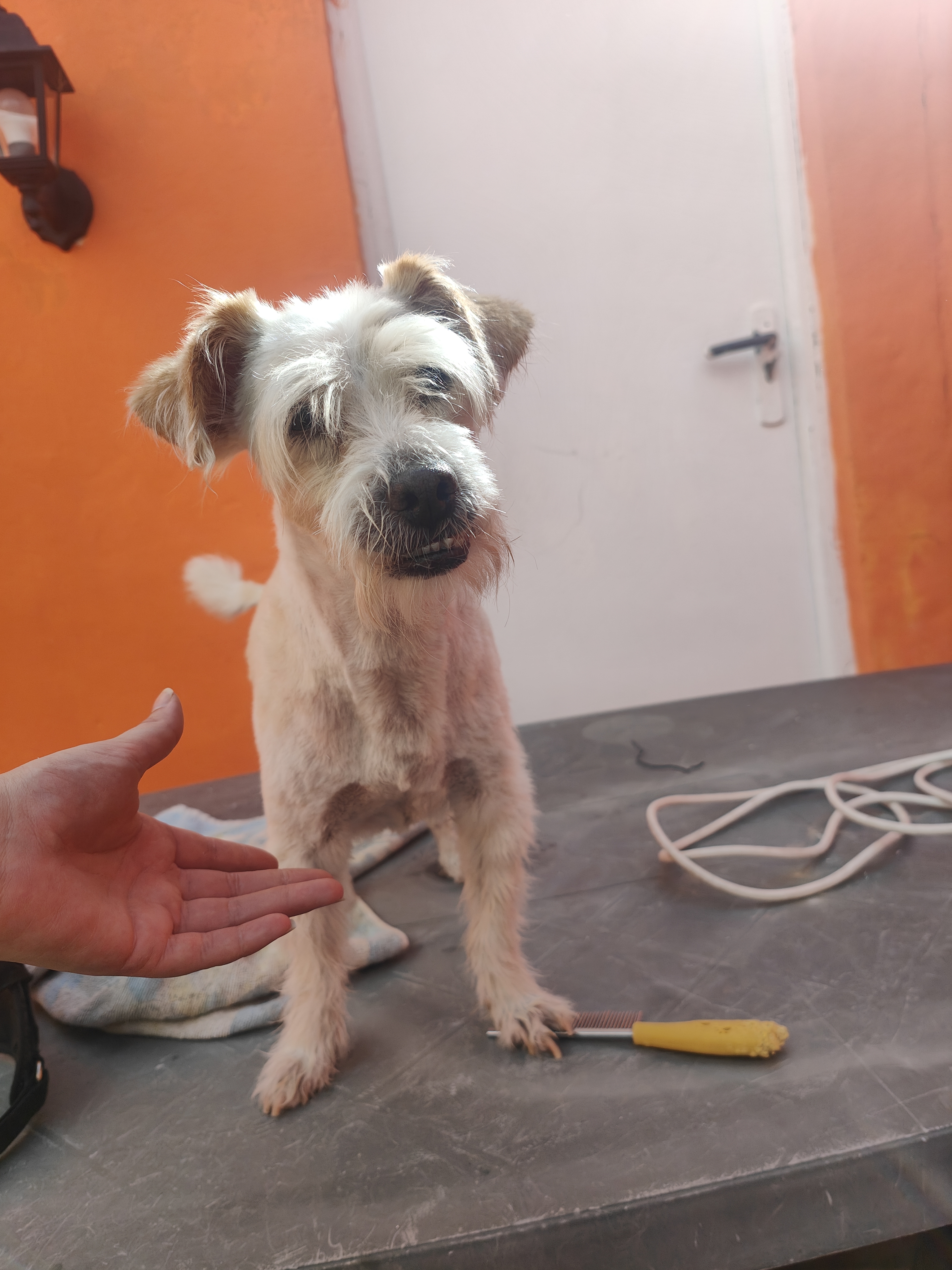 Peluquería de mascotas Yolapatitas